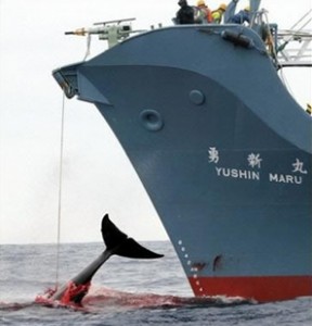 Japanese whaling ship use of a harpoon